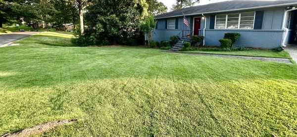 this was my yard before they took out the tree