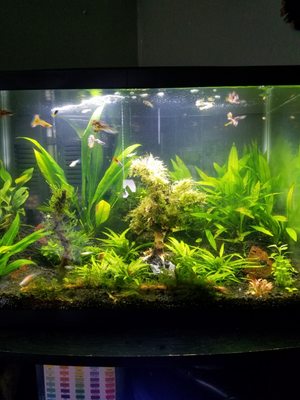 20 gallon installation for somebody that loves live plants!