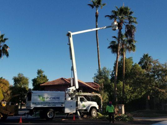 Palm treetrimming with a bucket truck