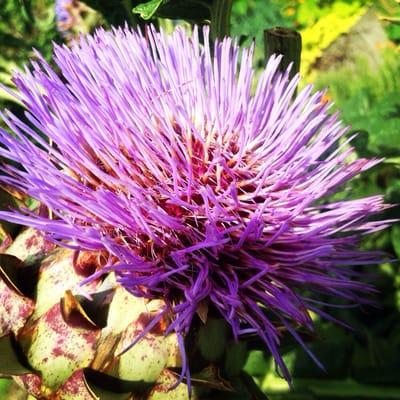 Artichoke plants can be purchased here. We grow interesting heirlooms you can't find in stores.