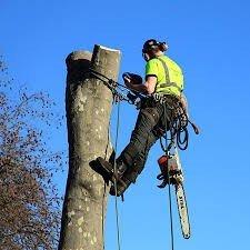 Tree Trimming and Removal