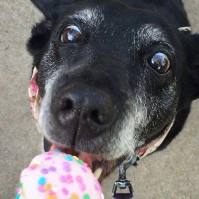 Snuffles celebrating her 16th birthday! Thanks to North Paws for helping us keep this "puppy" happy, healthy and young at heart!