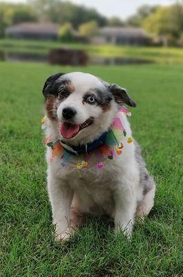 Connechusett Animal Hospital