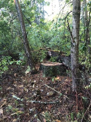 Felled tree that was not removed because it was rotted