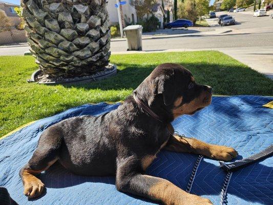 Wu-Tang Rottweilers