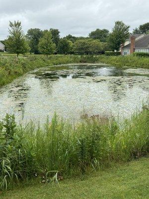 Our algae pond courtesy of ILM