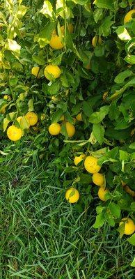 Meyer lemon tree