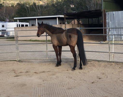 Hanging out in the freshly groomed round pen.