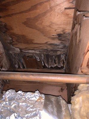 Mold found on wood members under sink by Echelon Personnel