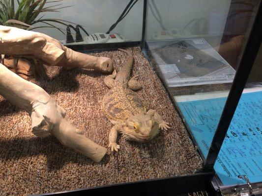 Karl, central bearded lizard. Briar Bush Nature Center.