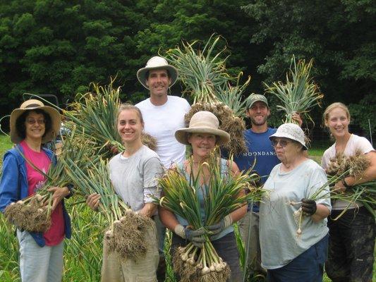 Harvesting garlic with the help of members, a 4th of July tradition.