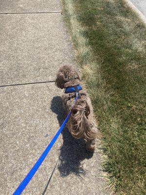 We ab love walking this fella. He has captured our hearts for sure. This is also a repeat client for walks.