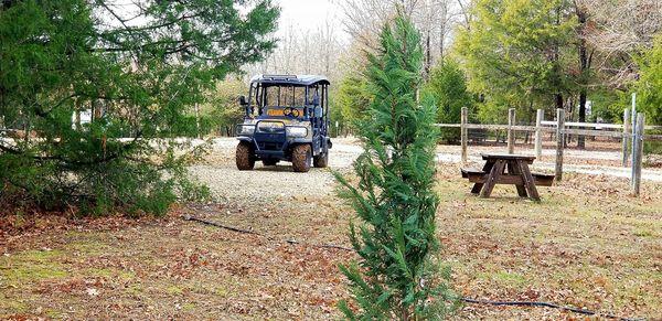 New trees planted around the park