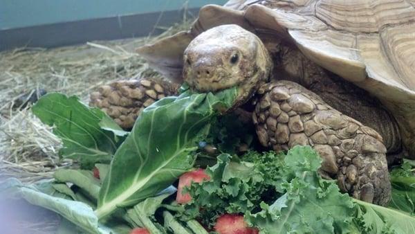 Louie the friendly tortoise