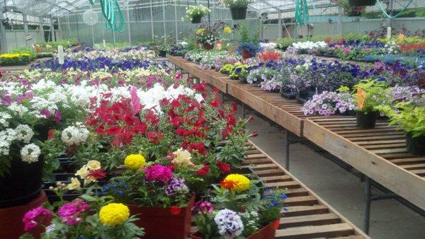 Annuals and Perennials