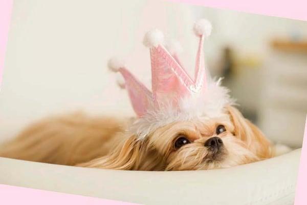 Pampered Pooch Salon & Spa