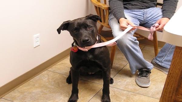 The Animal Clinic of Kearney