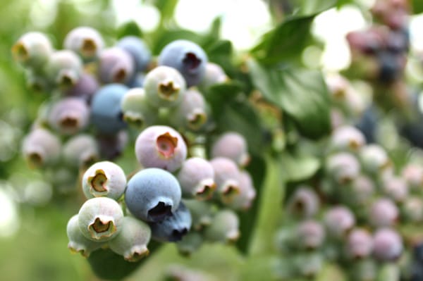 Blueberries