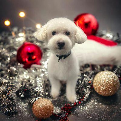 Scruffy Puppy Grooming