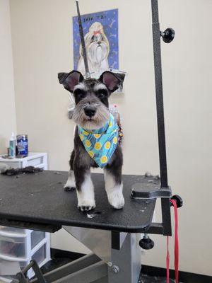 Cute puppers enjoying their spa day