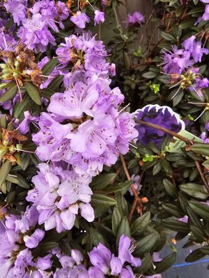 Rhododendron