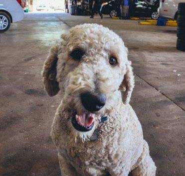 Come in and meet Simon - he's supposed to help with customer service, but usually is just checking to see if you have bacon in your pocket!