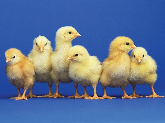 Baby chick orders being taken now for late October delivery! Place your order early! Call and reserve yours.