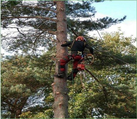 Dependable Lawn and Tree Service