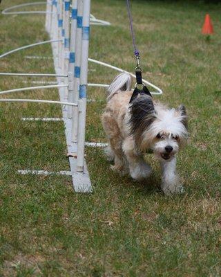 Harley practicing and learning how to do the weaves