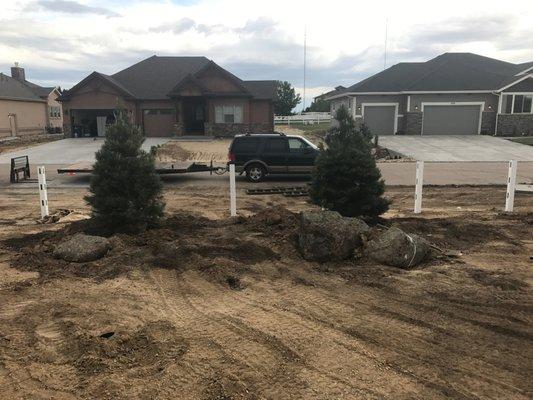 Before_Backyard Berm Austrian Pine