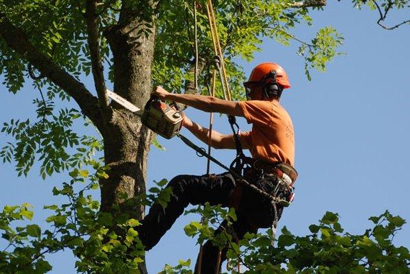 GA Tree and Grounds Services