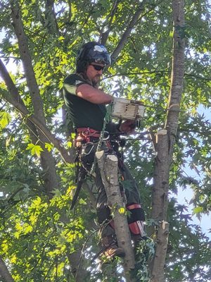 Tree man in the tree!