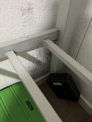 Mold under my bed