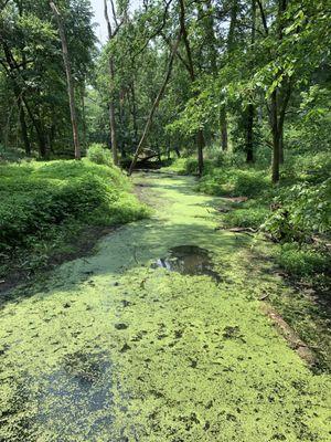 Messenger Woods Nature Preserve