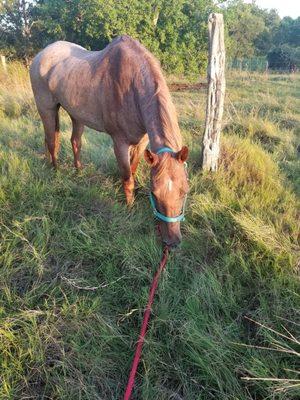 Misty grazing after her trach surgery