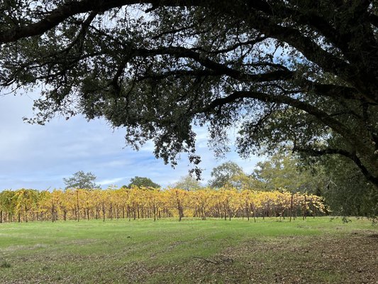 Vineyards