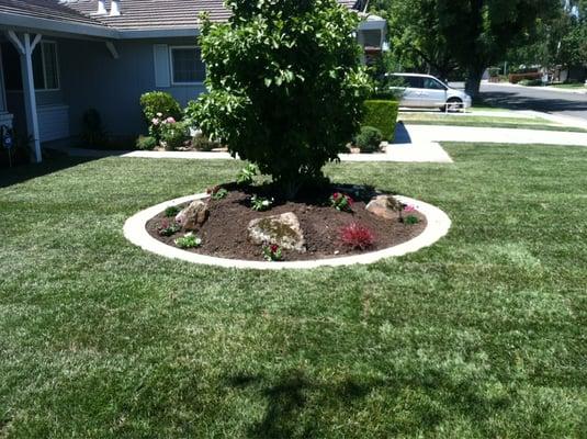 Put in circle mow strip and walkway behind.  Planted a 36" box Alexandrina Magnolia. Then did 1800 sq ft of sod.