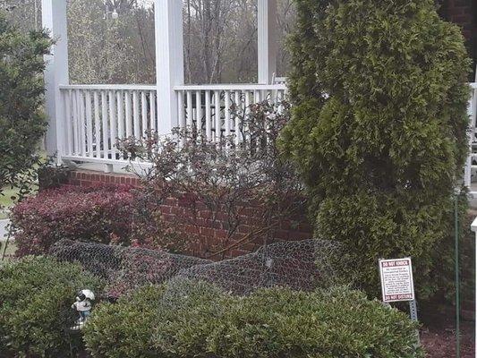 Before and after we hedge trimmed