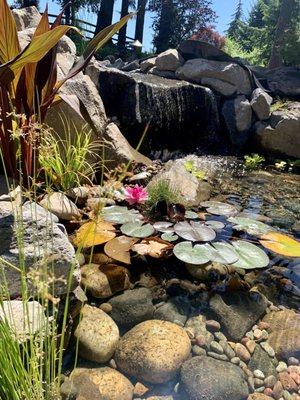 The lily flowered and is so beautiful!!