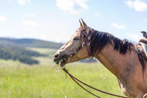 Montana Blue Ribbon Real Estate