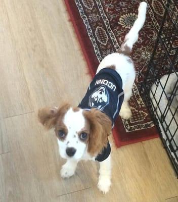 Scarlett the Cavalier, a very happy Veterinary Associates of Westville patient!