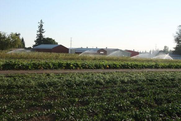 Weeks Berry Nursery Inc.