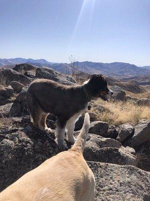 Happy active dogs.