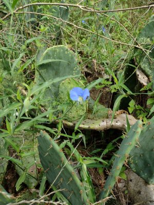 Iris amongst nopales