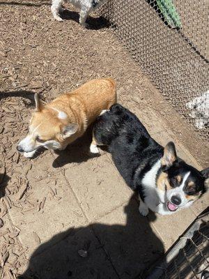 Our tricolor corgi found another corgi friend at daycare!