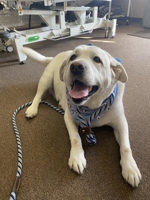 Dustie doing a therapy dog visit at Body Works while they work on Ma.