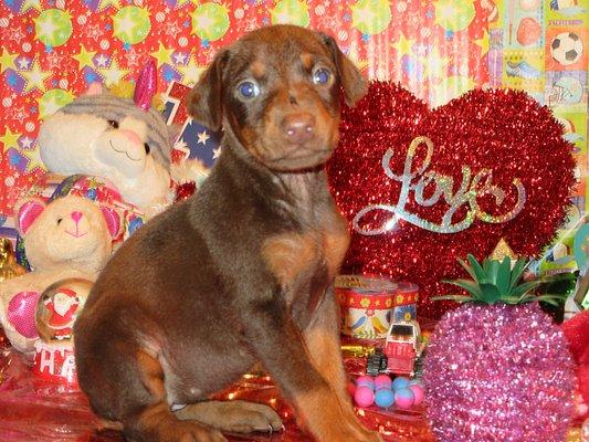 Henson's Doberman Pinscher Puppies