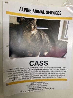 Here's the adoption sheet for Cass. Such a soft coat she has!