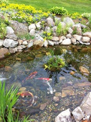 Koi pond with plant island