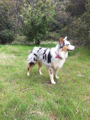 Before grooming - a little messy from running in the mud